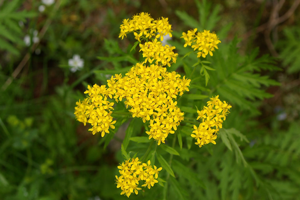 Hugueninia tanacetifolia/Hugueninia comune